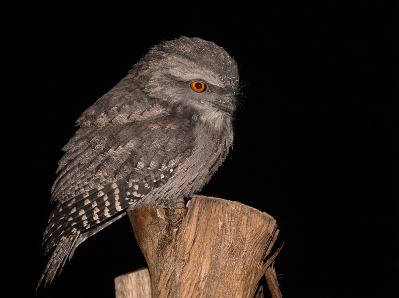 Tawny Frogmouth (Podargus strigoides), south east Australia, Benjamint444, 2008-07-02